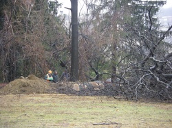 tree damage SJS Mar 14 2010.jpg